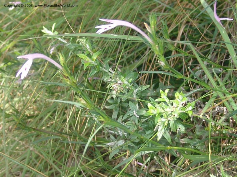 Siphonoglossa linifolia--So.Africa. Mpumal. Moodie Mts.  18 Mch 05. 071.jpg
