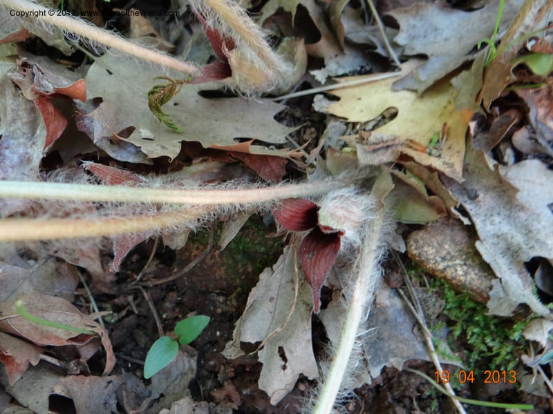 Asarum sp. unk. , Davidson, C 12133--USA, California, Nevada Co. 19 Apr 2013  0164 (3).JPG