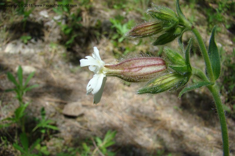 Silene scouleri, C. Davidson 11399--Idaho. Idaho Co. Salmon River. Shepp Ranch. 28 May 2009. 071.jpg