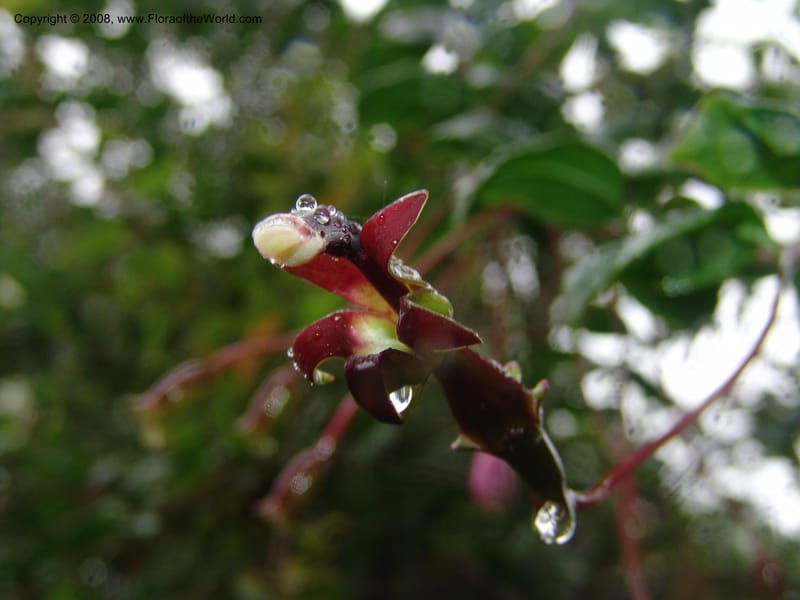 Burmeistera sodiroi, Croat-not coll.--Ecuador. Prov. Pichincha. Reserva Bellavista. 9 Feb 05. 103.jpg