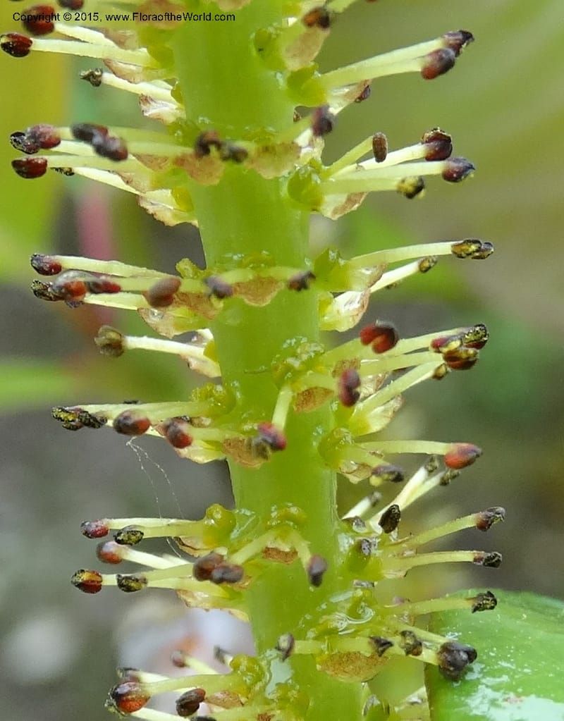 Salix, Boufford, D 43739--China. Sichuan. XinZhaZi Gou. 14 May 2014. DSC06426 (25).JPG