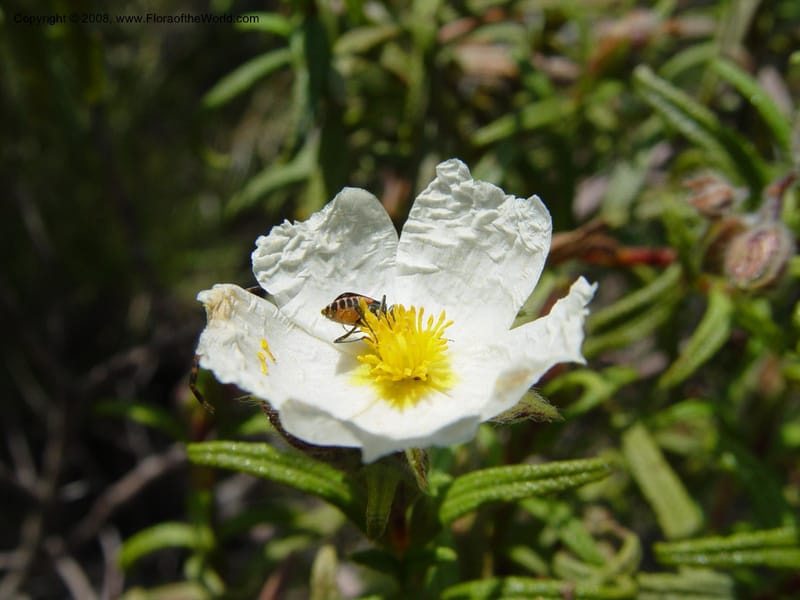Cistus monspeliensis--Spain. Andalucia. On C333, ca. 5 km E of Orgiva. 14 Apr 04. 135.jpg
