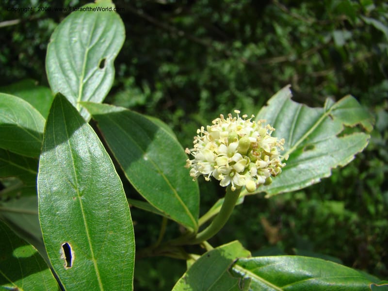 Cornus disciflora, NMartinezM2411--MX. Chiapas. Cta. Guapilla-Tapalapa. 13 Sep 08. 130.jpg