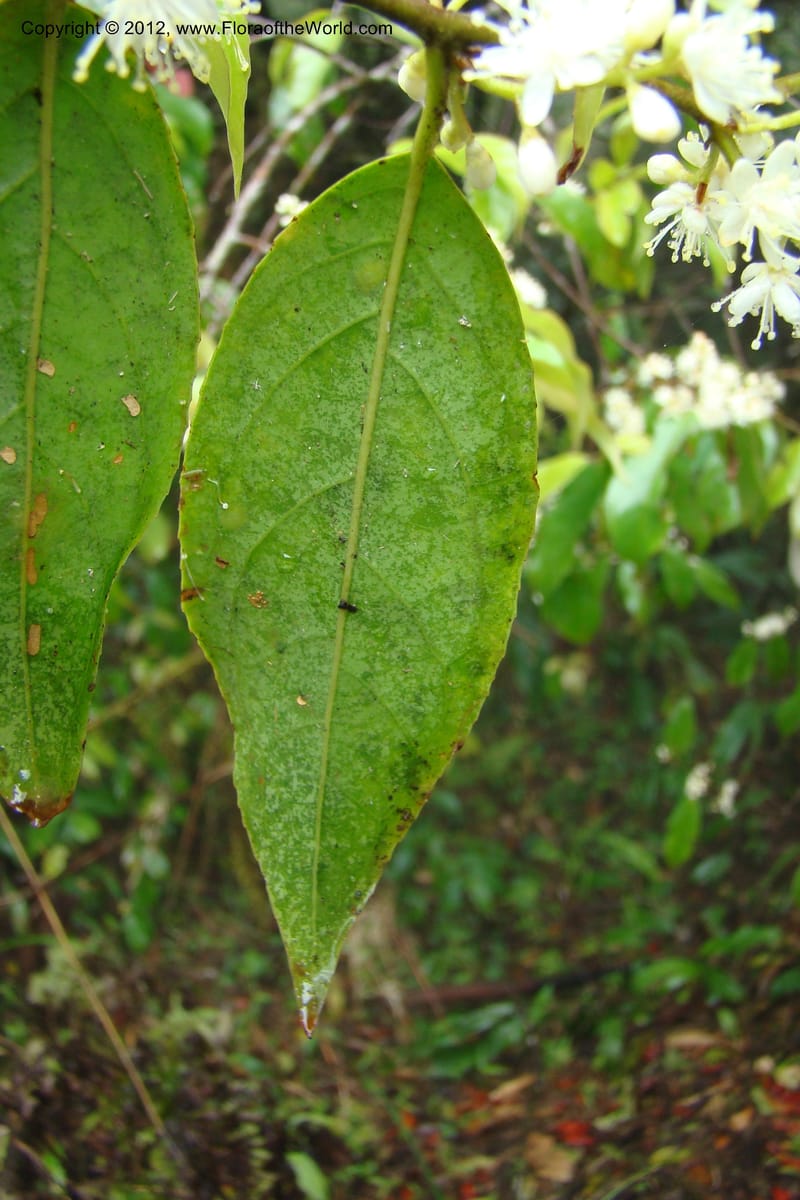 Elaeocarpus, Regalado 1635--Viet Nam. Lao Cai Prov. Sa Pa Distr. Hoang Lien Son. 6 Apr 09. 087 (9).jpg
