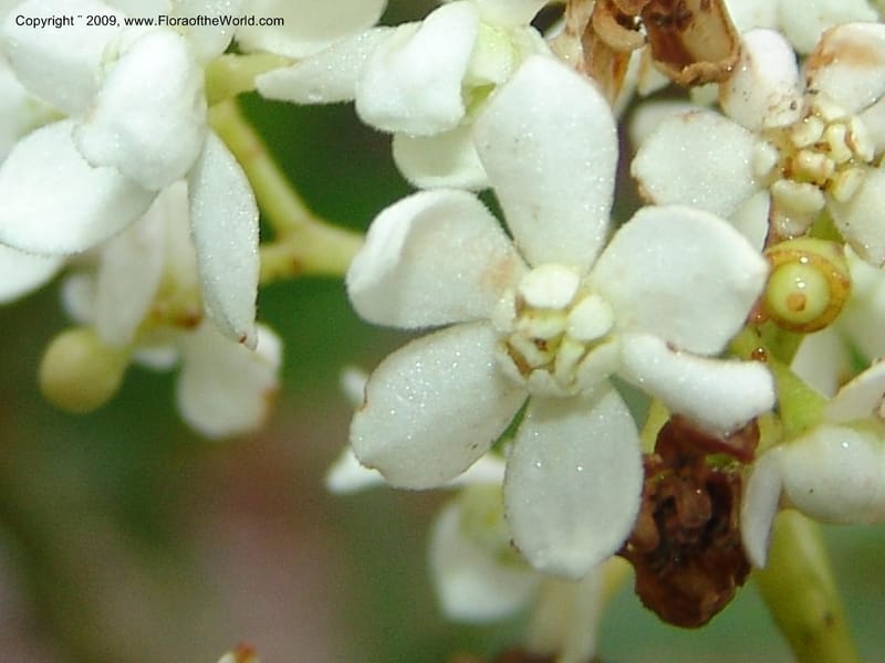 Nectandra, DNeill15748--Ecuador. Prov. Zamora Ch. Silica Mine, Las Orquideas. 15 Sep 07. 420.jpg