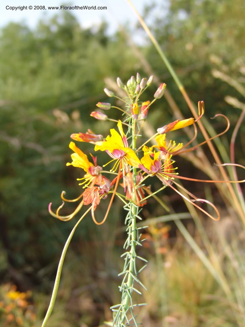 Cleome angustifolia--So.Africa. Mpumal. R577 N of Lydenburg. 16 Mch 05. 077.jpg