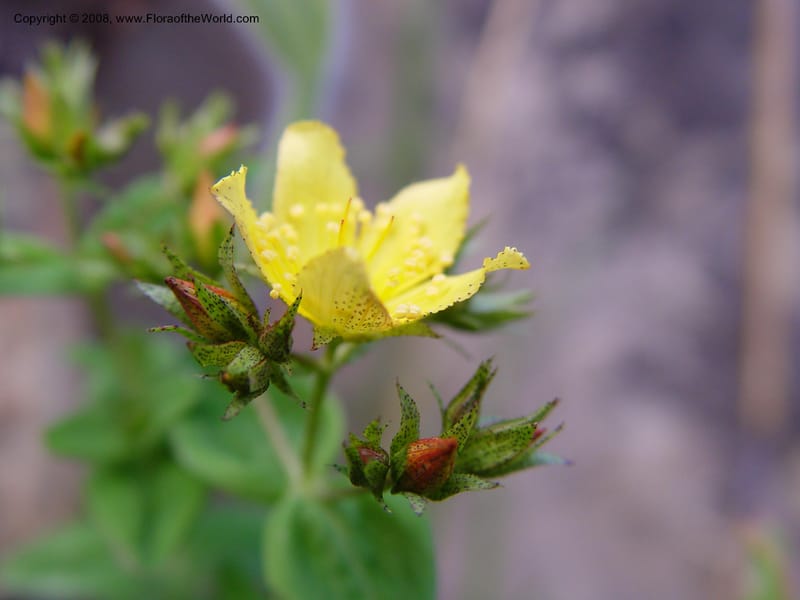 Hypericum aethiopicum--So. Africa. Drakensberg Mts. Giant's Castle. 4 Oct 03. 050.jpg
