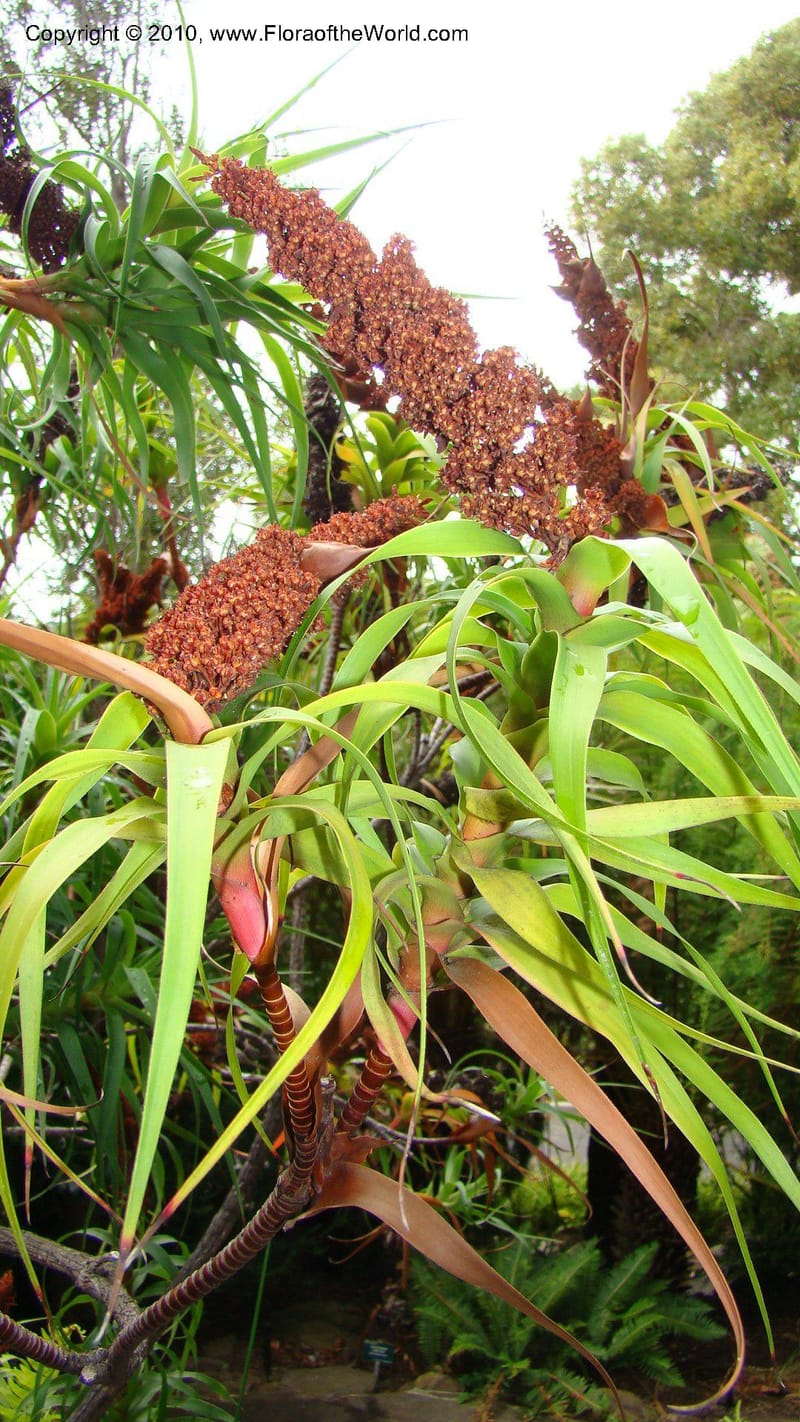 Richea dracophylla--Tasmania. Royal Tasmanian Botanical Garden. 26 Jan 2010. 045 (1).jpg