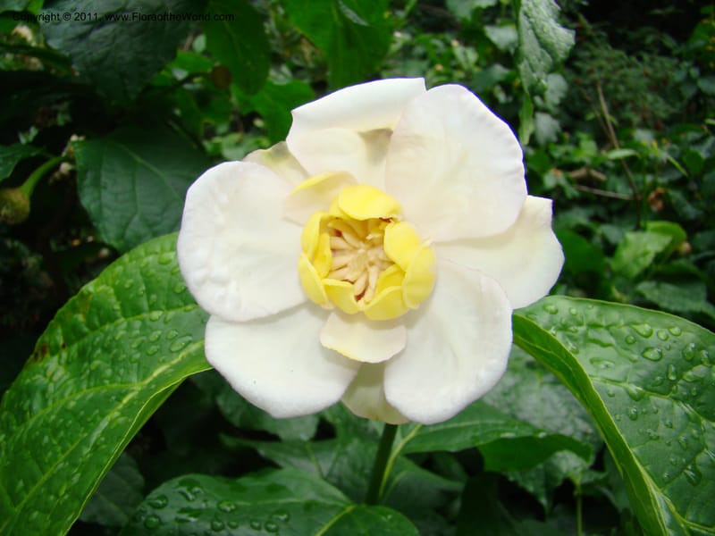 Sinocalycanthus chinensis--Canada. BC. Univ. BC Bot. Garden. 27 Jul 08. 228.jpg