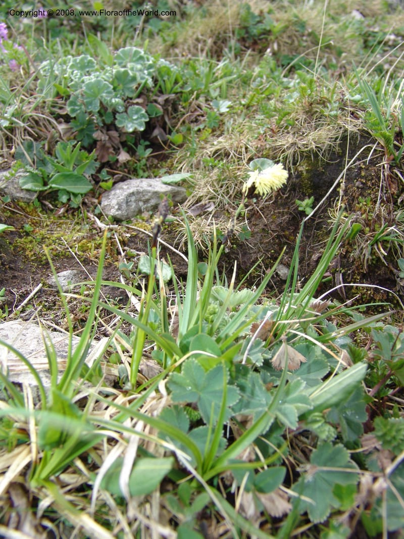 Carex medvedevii--Georgia. Vic. of Tskhrats'karo Pass. 7 Jun 05. 033.jpg