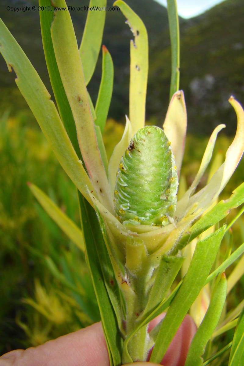 Leucadendron eucalyptifolium, C. Davidson 11495--South Africa. W. Cape. Korente River. 22 Aug 09. 344 (111).jpg