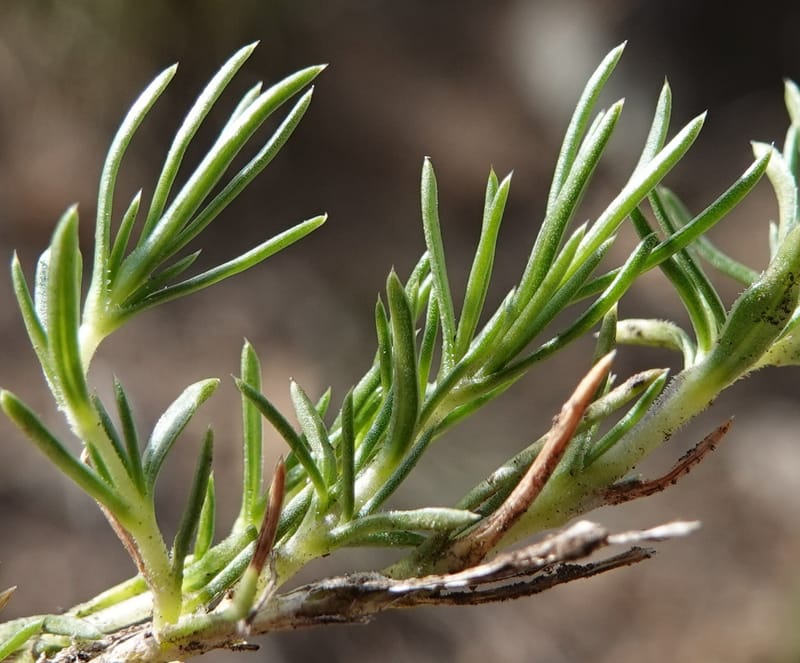 Phlox caespitosa, C. Davidson 13842--ID. Shoshone Co. Freezeout Rd. FR 301. 10 Jul 2018. DSC06582 (414).JPG