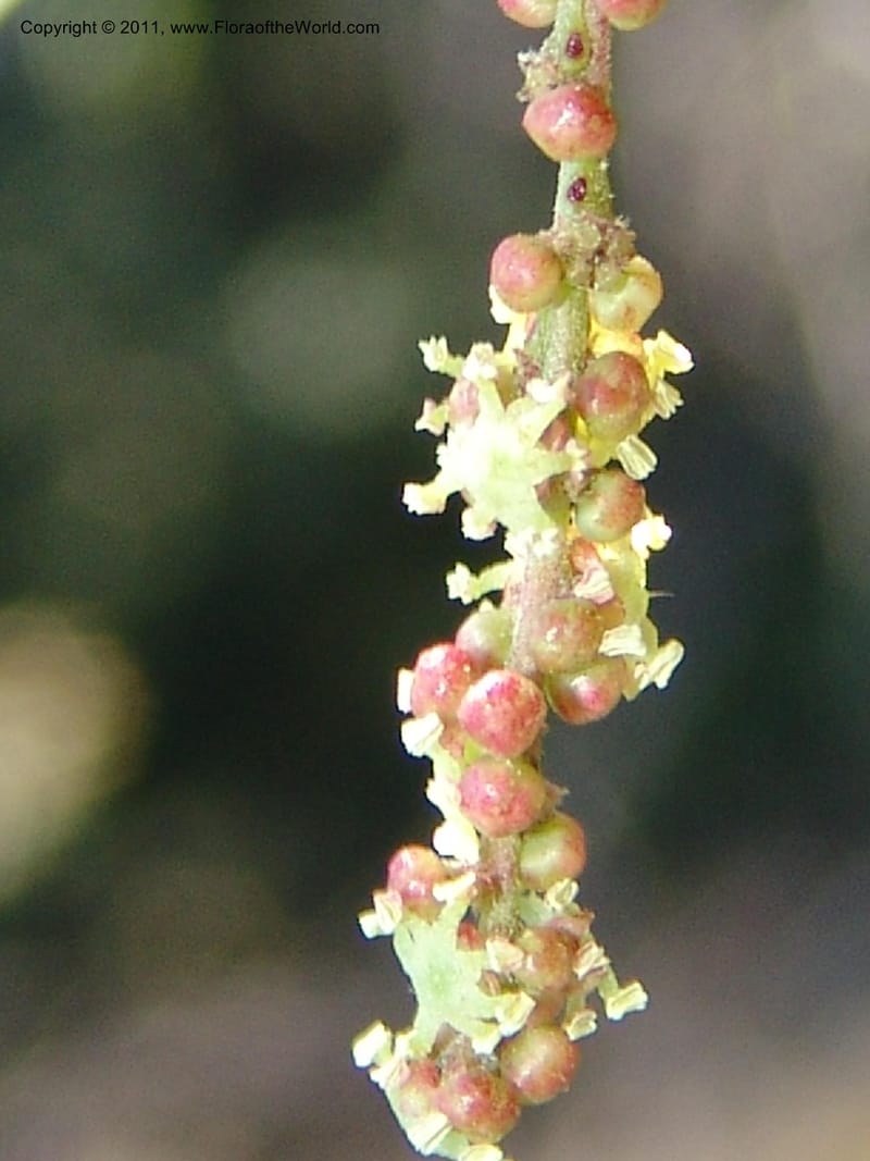 Alchornea glandulosa, A Araujo M 3151--Bolivia.  Pq. Nal. Madidi. Laguna Chalalan. 26 Sep 06. 182 (16).jpg