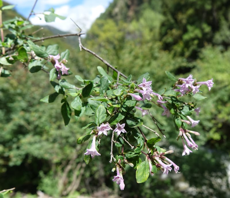 Leptodermis pilosa var. pilosa, D. Boufford 43996--China. Sichuan. Yibailingba-gou. 12 Aug 2017. DSC04660 (509).JPG