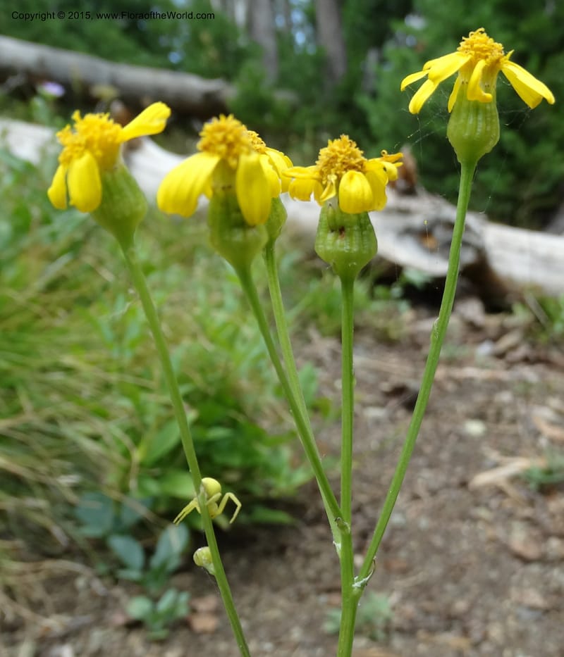 Senecio cymbalarioides, Davidson, C 12633--ID. Idaho Co. Seven Devils Campground. 11 Aug 2014. DSC00412 (103).JPG