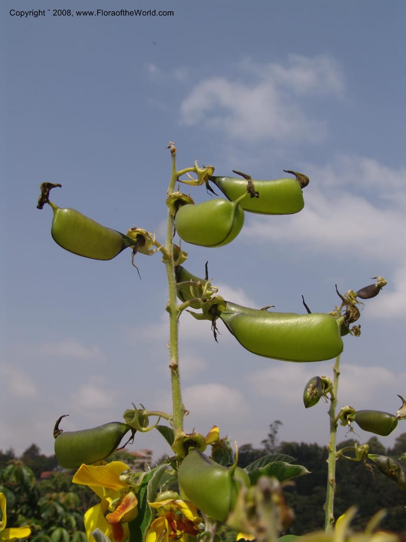 Crotalaria spectabilis--Kenya. Limuru.  Brackenhurst Bot. Gard. 12 Jul 04. 022.jpg
