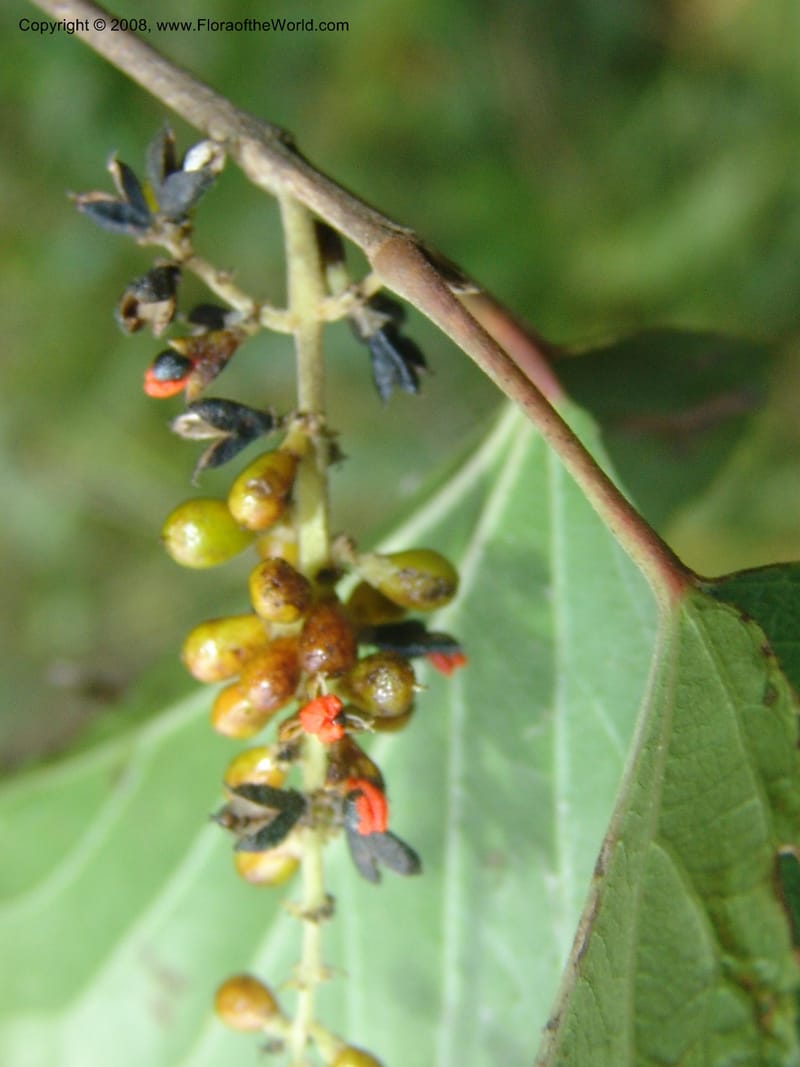 Trimeria grandifolia--So.Africa. Mpumal. Buffelskloof Private Nat. Res. 17 Mch 05. 216.jpg