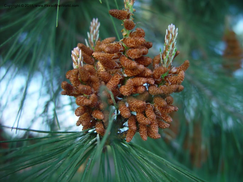 Cluster of male pollen cones among needle-like leaves
