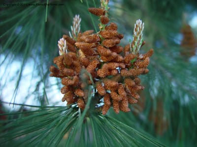 Cluster of male pollen cones among needle-like leaves