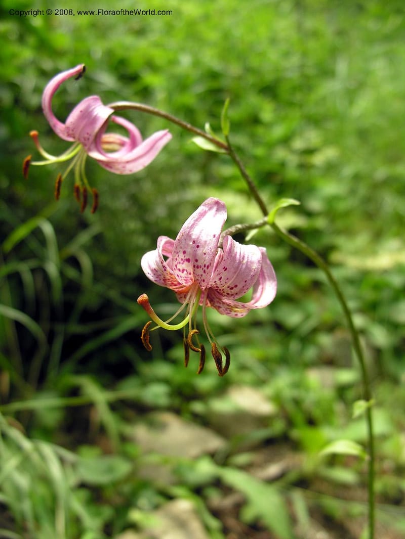 Lilium caucasicum--Georgia. Tbilisi. Central Bot. Gard. 12 Jul 05. By Otar Abdaladze. 007.jpg