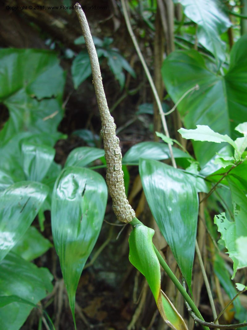 Anthurium, Perez-Farrera2896--MX. Chiapas. Kolom Jaa's Centro Ecot.,  Bosq. Tapijulapa. 18 Mch 03. 012.jpg