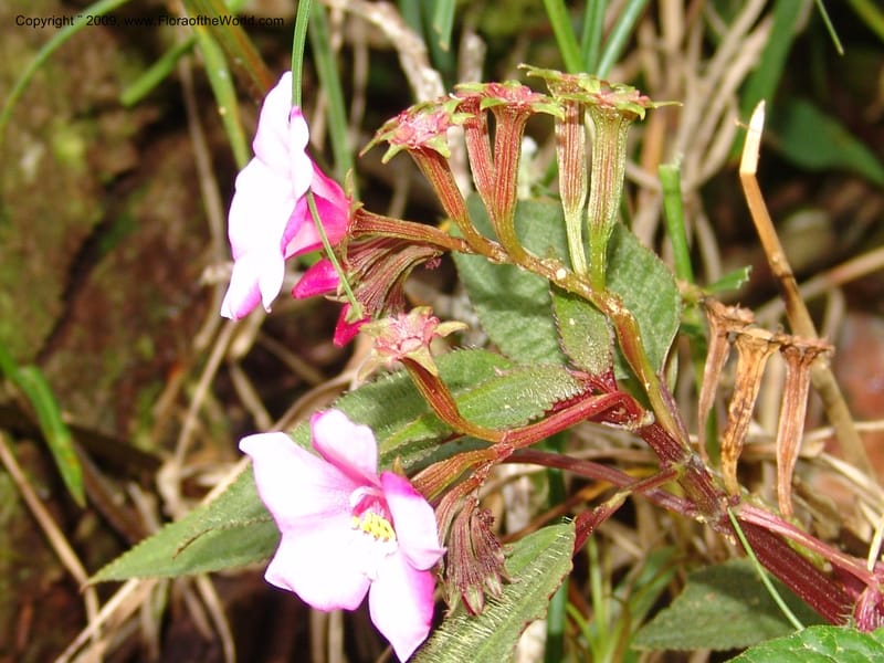 Salpinga maranonensis, DNeill15939--Ecuador. Prv. Zam. Ch. C del Condor. Wawaime plot. 22 Sep 07. 326.jpg