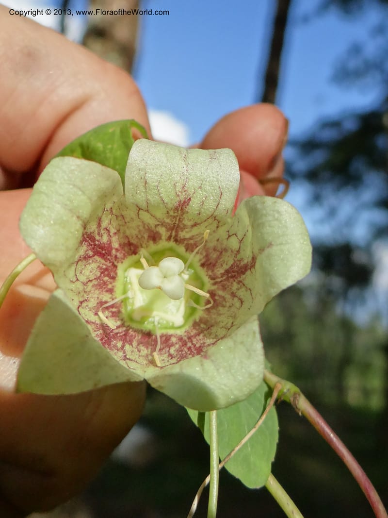 Codonopsis, VC 5577--Thailand. Chiang Mai. Doi Chiang Dao. 11 Nov 2012. DSC08648 (231).JPG