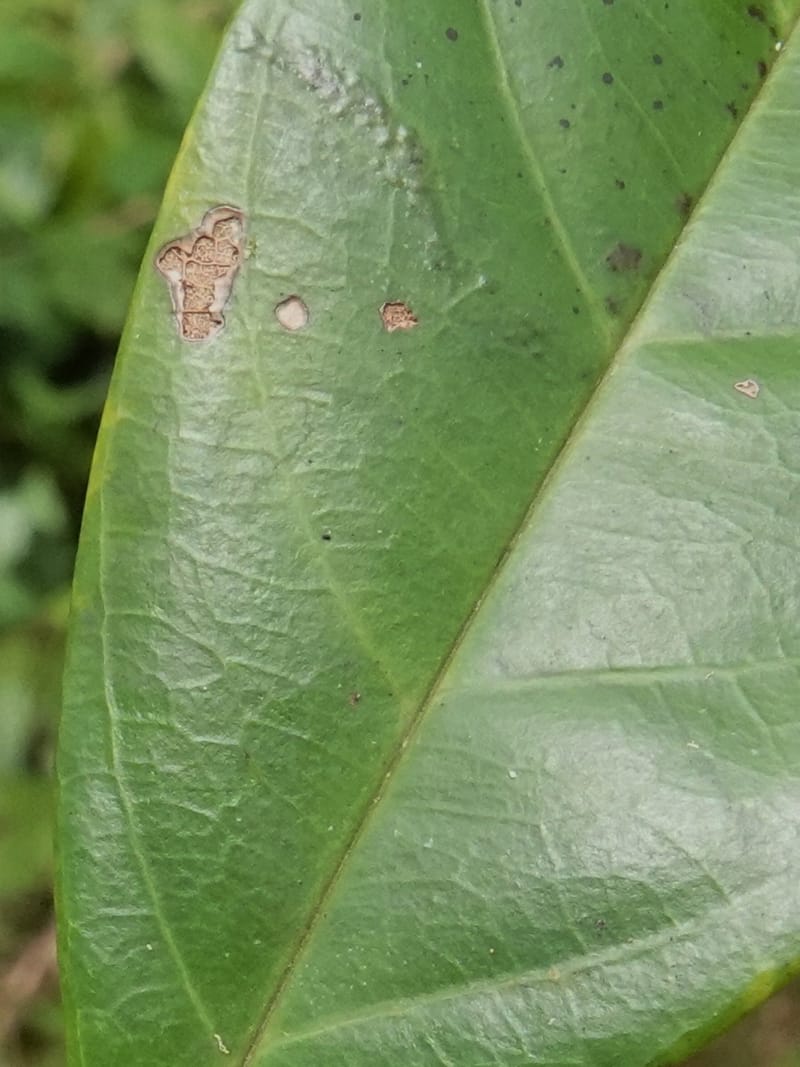Aporrhiza, C. Davidson 13912--Gabon. M de C. Road past the cabins. 29 Oct 2018DSC09794 (96).JPG