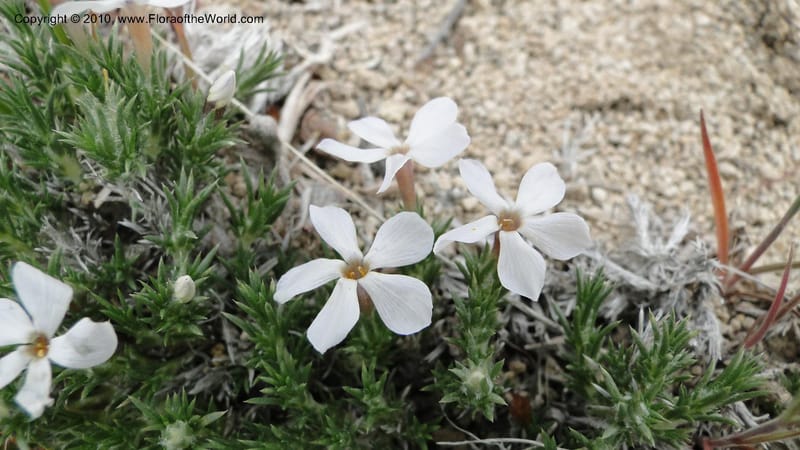 Phlox hoodii, C. Davidson 11744--Idaho.Owyhee Co. Mud Flat Rd. 22 April 2010 107 (109).jpg