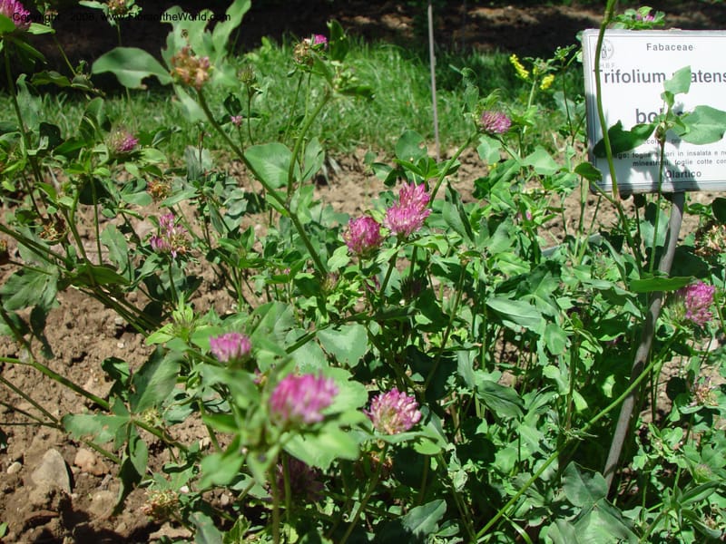 Trifolium pratense--Italy. Tuscany. Univ. Firenze, Giard. dei Simplici, Florence. 22 May 03. 002.jpg