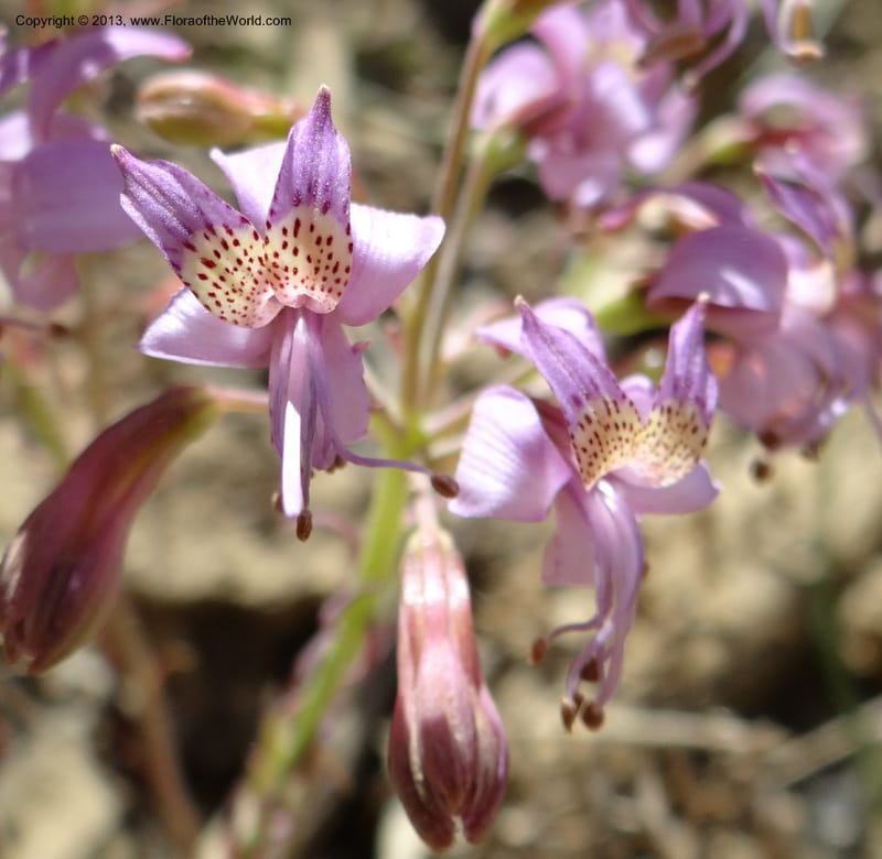 Alstroemeria, WDS 34051--Chile. Pichilemu. 13 Feb 2013. DSC00590 (166).JPG