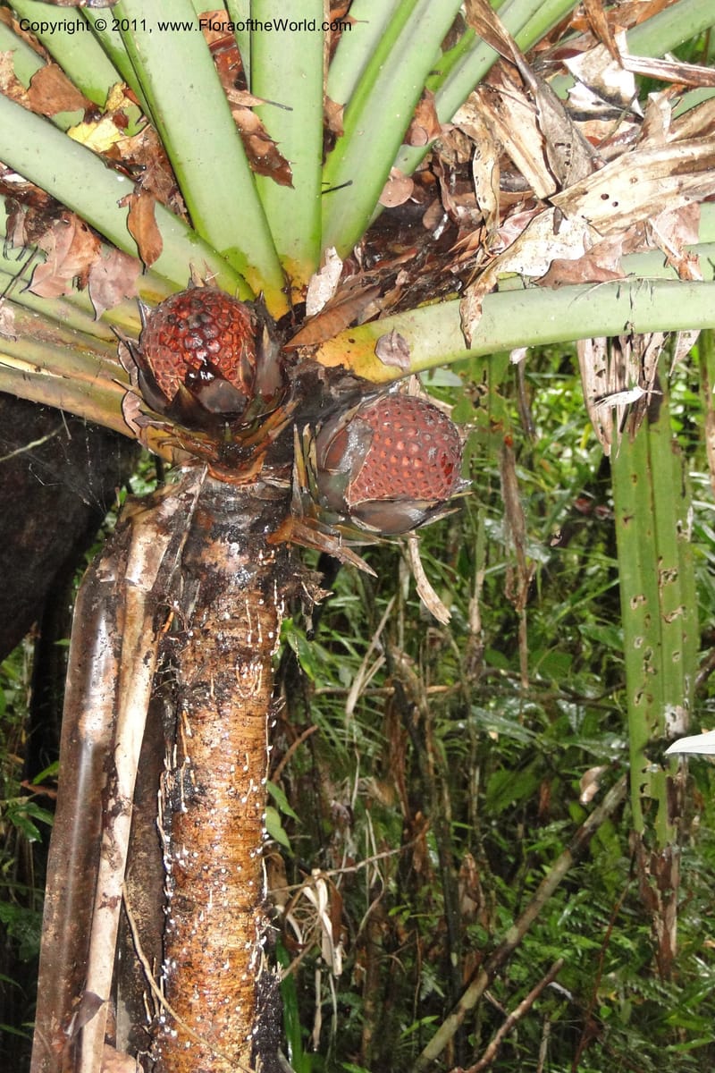 Pandanus joskei. M. Callmander 959--Fiji. Colo i Suva Forest Park. 8 Feb 2011. 024 (6).jpg