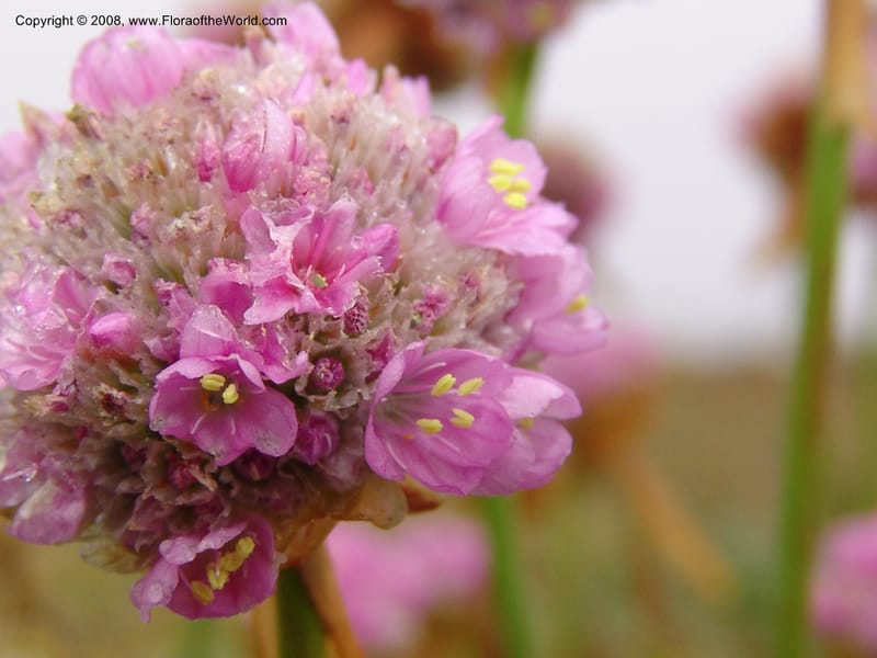 Armeria maritima ssp californica--CA. Mendocino Co. Pt. Arena Light house. 25 Jun 06. 030.jpg