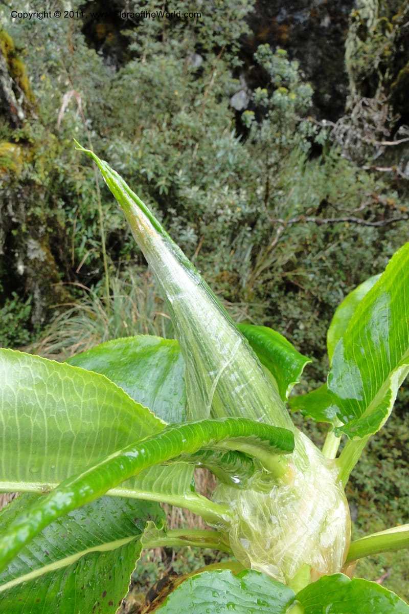 Rumex tolimensis, Ulloa 1994--Ecuador. Napo. Papallacta to Baeza. 1 Jun 2011. 376 (15).jpg