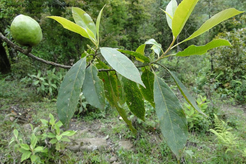 Elaeocarpus, Regalado 1804--Viet Nam. Trail to Siu Chai Commune. 5 May 2011. 221 (6).jpg