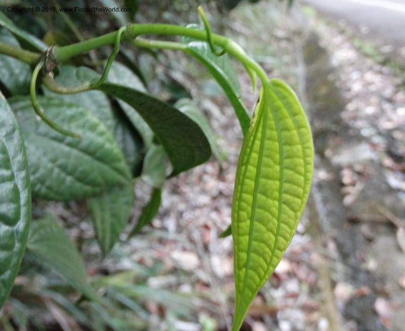 Piper, Davidson, C 12647--Sabah. G. Silam. 1 Oct 2014. DSC00937 (125).JPG