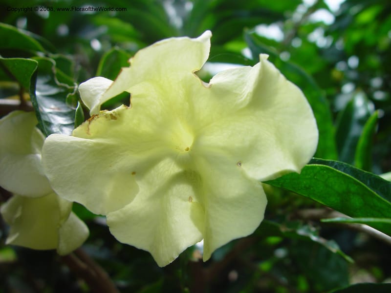 Brunfelsia undulata--FL. Fairchild Tropical Gard. 8 Apr 03. 045.jpg