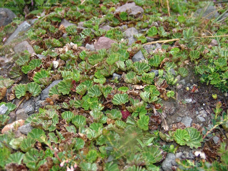 Gunnera magellanica, Croat95037--Ecuador. Prov. Carchi. Paramo el Angel. 19 Feb 05. 231.jpg