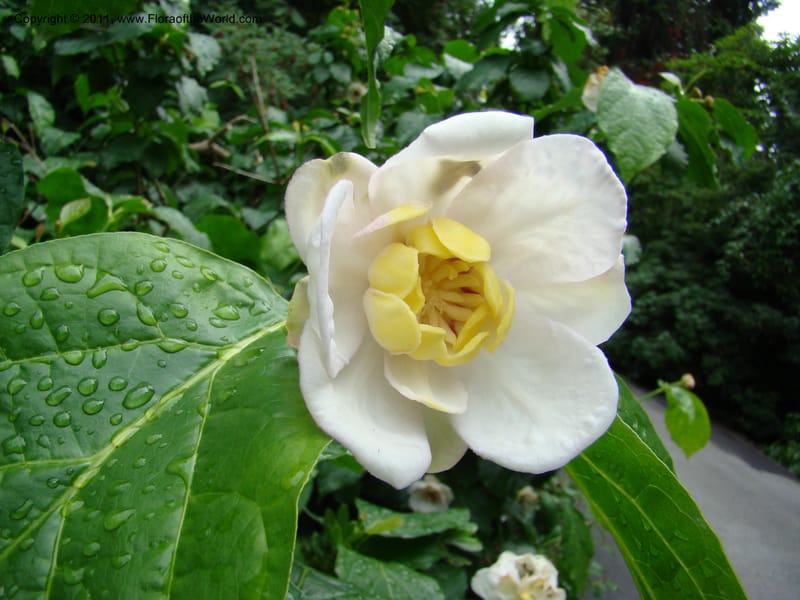 Sinocalycanthus chinensis--Canada. BC. Univ. BC Bot. Garden. 27 Jul 08. 230.jpg