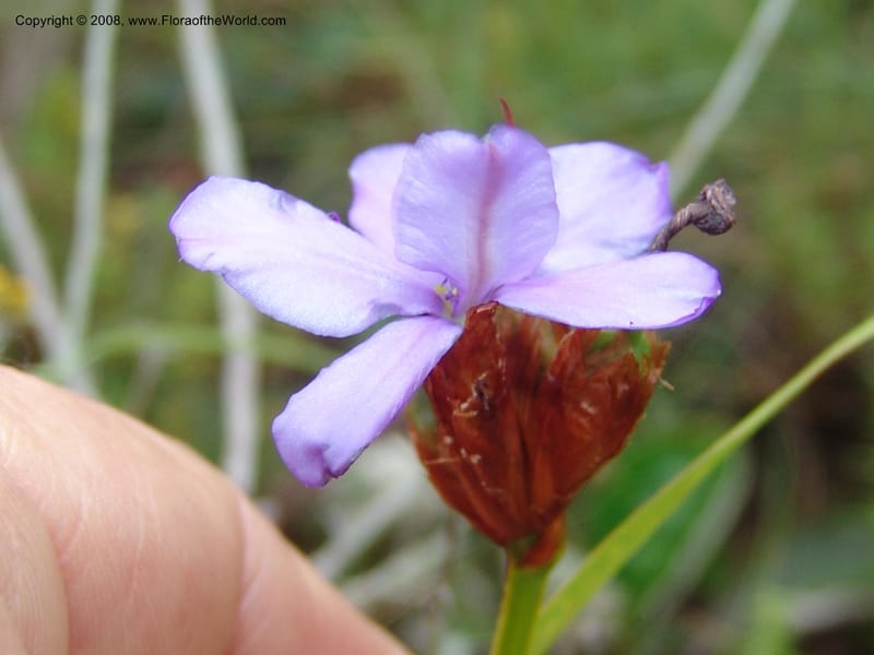 Aristaea abyssinica--So.Africa. E. Cape. Trappes Valley. 7 Mch 05. 108.jpg