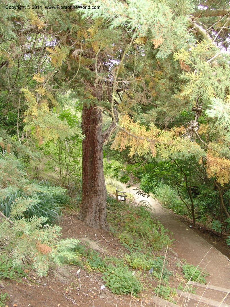 Cupressus abramsii, 76.0133--CA. UC Berkeley Bot. Garden. 31 May 07. 600.jpg