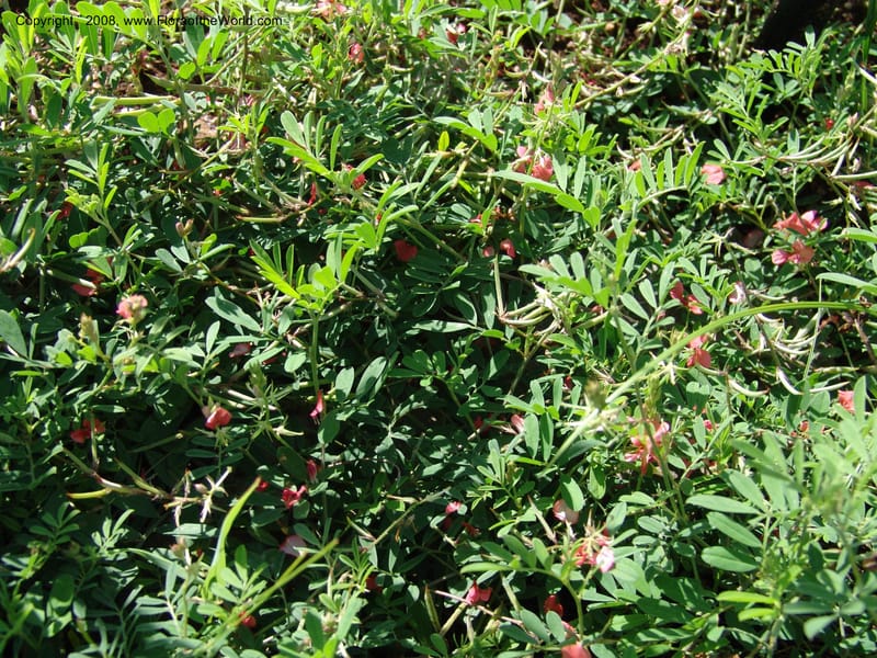 Indigofera miniata--TX. Johnson Wildflower Center. 13 Jun 04. 005.jpg