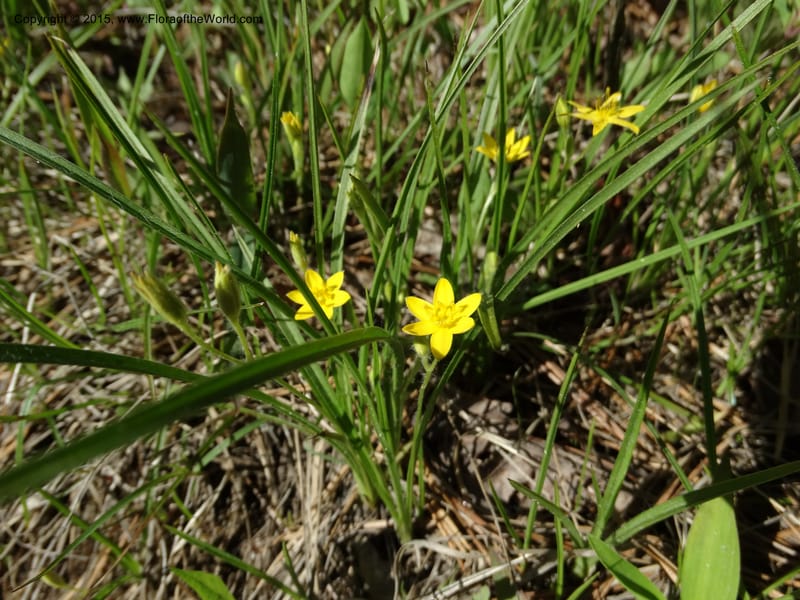 Hypoxis hirsuta, Davidson, C 12977--North Carolina. Clay Co. Buck Cr. 13 May 2015. DSC04619 (133).JPG