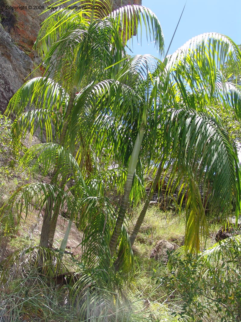 Dypsis, not coll.--Madag. Prov. Fianar. Parc Nat. Isalo. 12 Jan 06. 254.jpg
