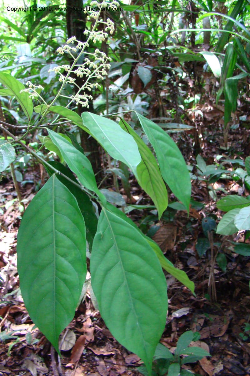 Rinorea guianensis, RVasquez35043--Peru. Loreto. Dto. Iquitos. Res. Allpahuayo-Mishana. 19 Nov 08. 215.jpg