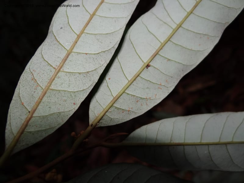 Knema, S.98854--Malaysia, Sarawak.. Bot. Res. Center, Semengoh. 26 Mar 2012. DSC05403 (70).JPG