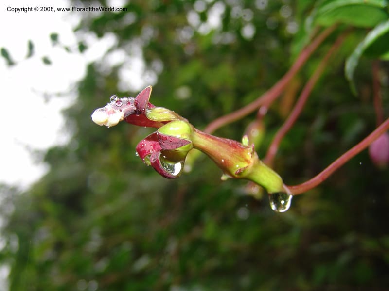 Burmeistera sodiroi, Croat-not coll.--Ecuador. Prov. Pichincha. Reserva Bellavista. 9 Feb 05. 100.jpg