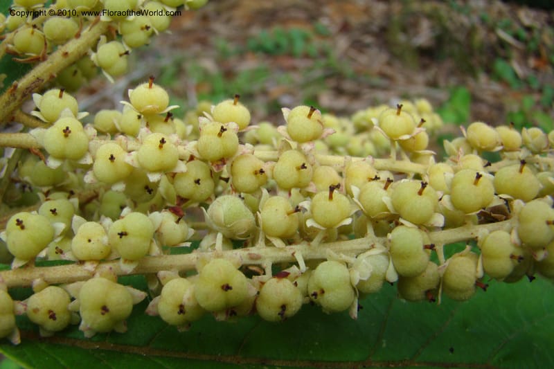Clethra costaricensis, B. Hammel 25192--Costa Rica. Prov. San Jose. 20 April 09. 169.jpg
