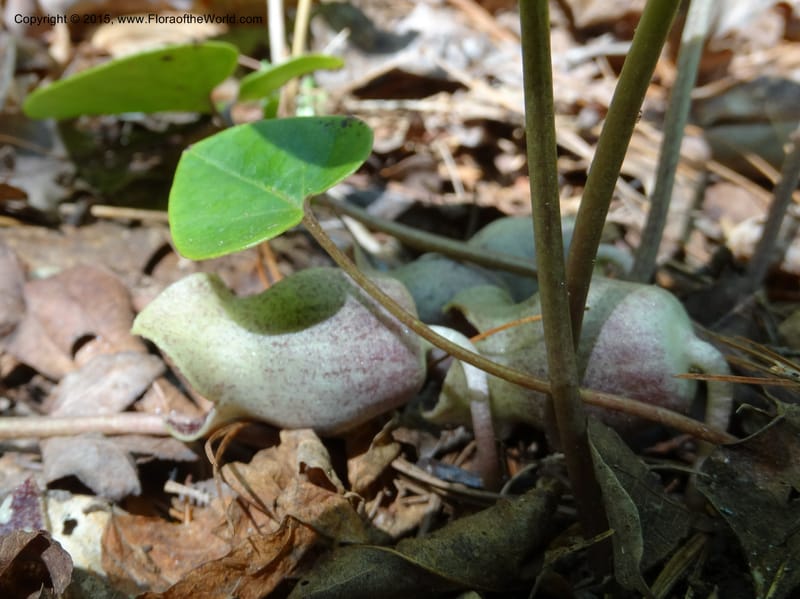 Asarum shuttleworthii, Davidson, C 12948--North Carolina. Trans. Co. W Cradle of For. 11 May 2015. DSC03837 (25).JPG