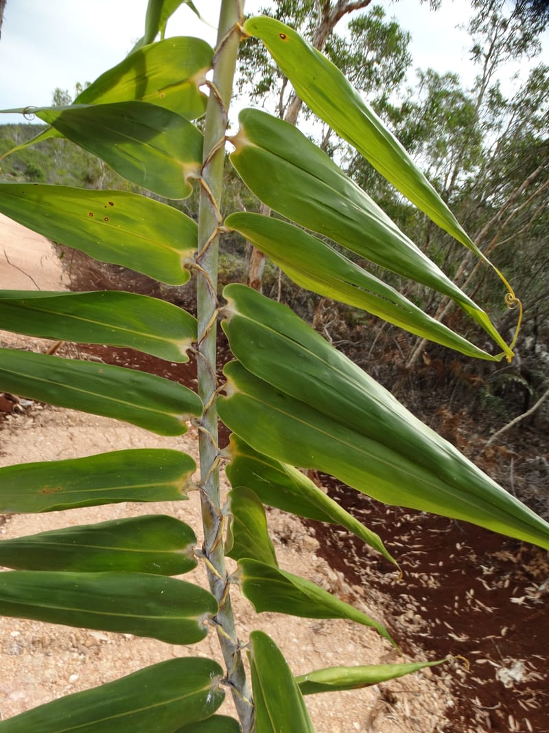 Flagellaria, Callmander, M. 1254--New Caledonia. Tiebaghi. 17 Nov 2015. DSC03437 (152).JPG